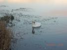 Lough Neagh  - 