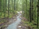  New 400000 biking trails for Davagh Forest - 